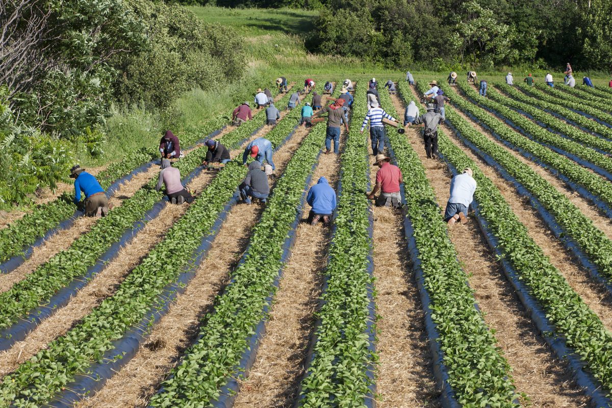 Migrant Mexican workers on six month visas working in strawberry field.